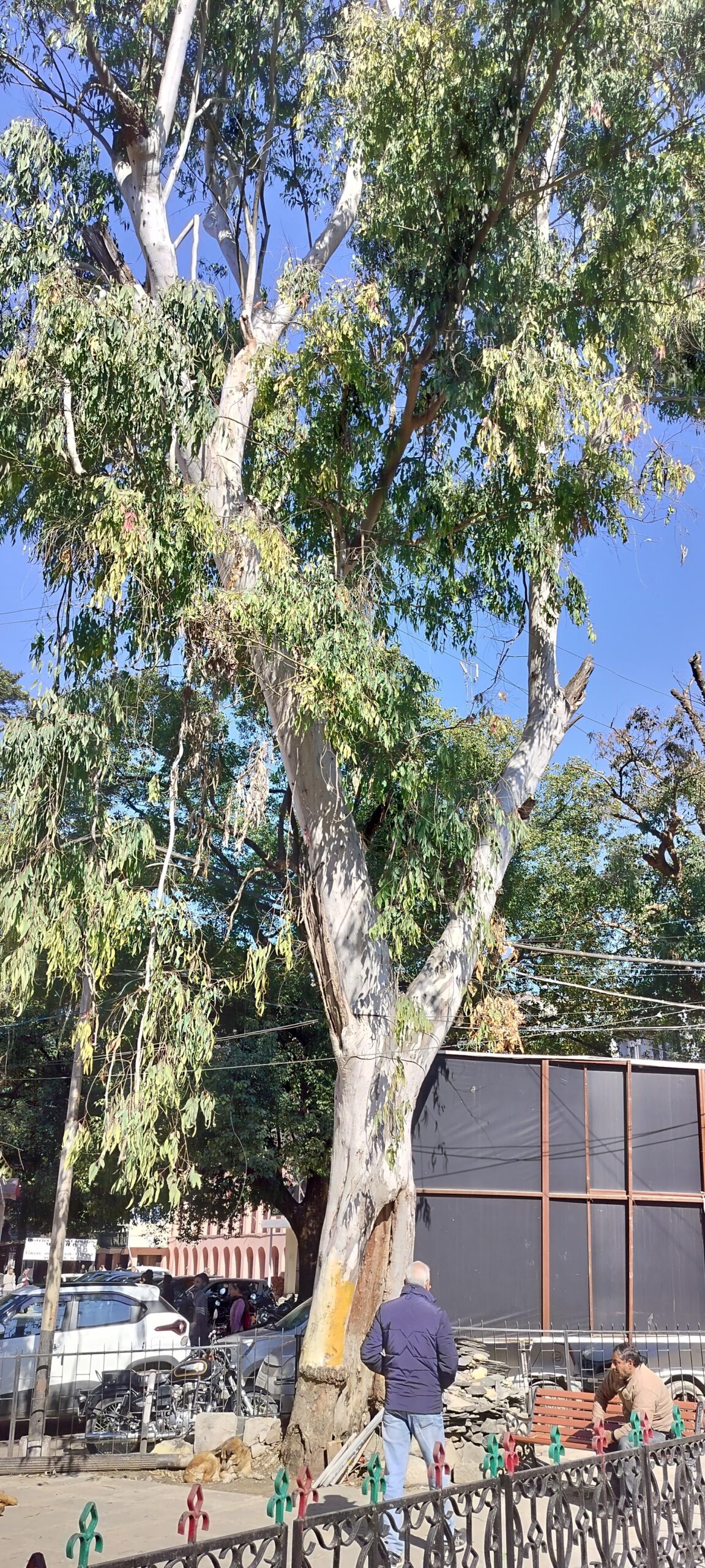 जहां रोज गुजरते हैं सैकड़ों लोग, वहीं खड़ा है मौत का पेड़