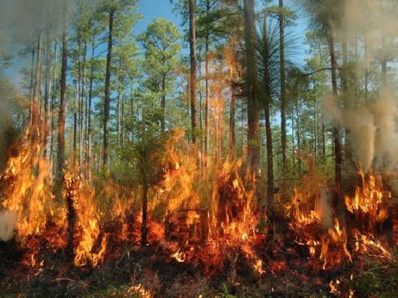 निजीभूमि की सफाई के दौरान आग लगाने की जानकारी नजदीक वन विभाग को सूचित करना अनिवार्य