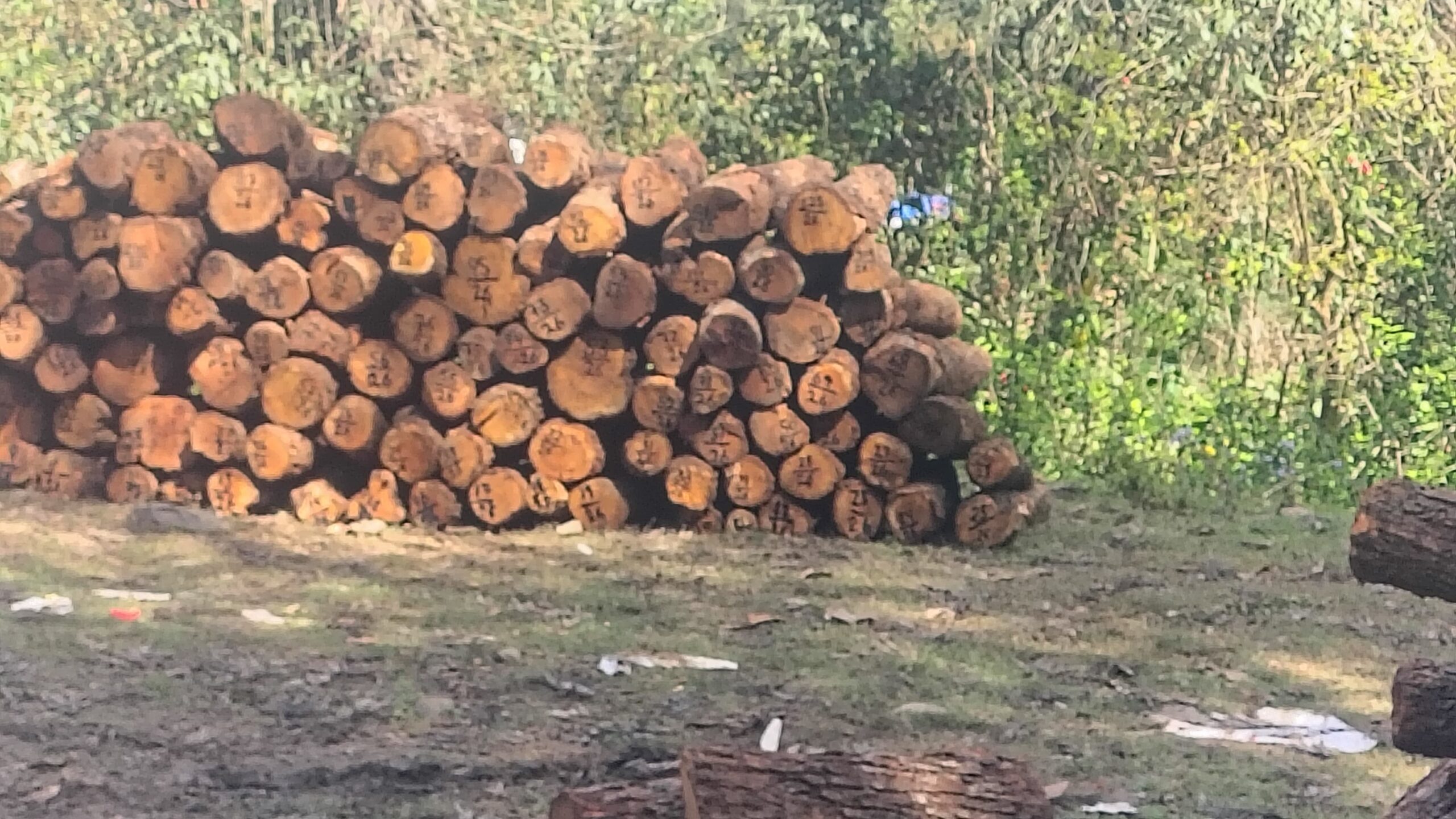 लडभड़ोल में खैर के पेड़ों का अवैध कटान: 5.61 लाख की काटी डीआर, फिर भी आरोपियों पर ढील से उठे सवाल