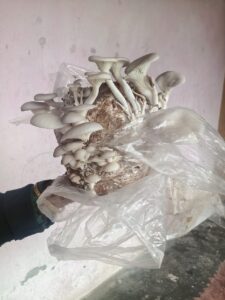 ऑइस्टर मशरूम