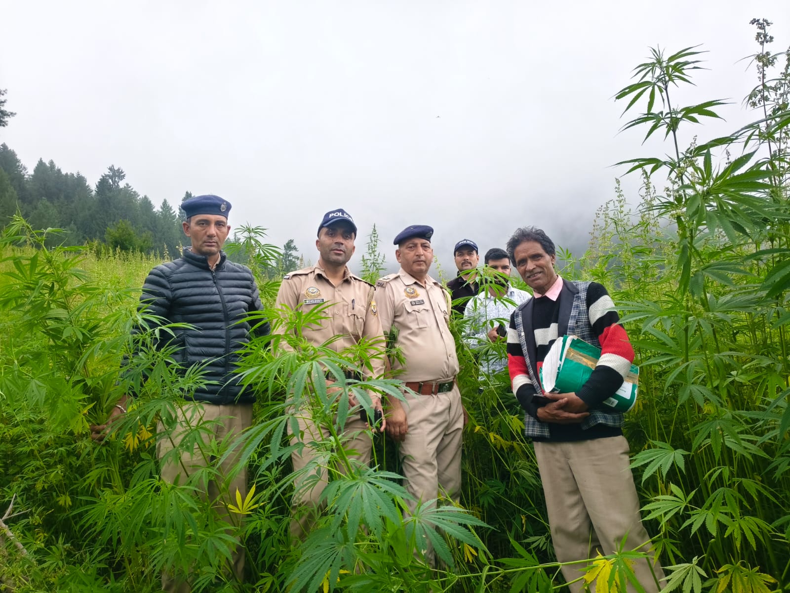 औट में 8 बीघा वन भूमि पर अवैध भांग की खेती का भंडाफोड़, 3.11 लाख पौधे नष्ट
