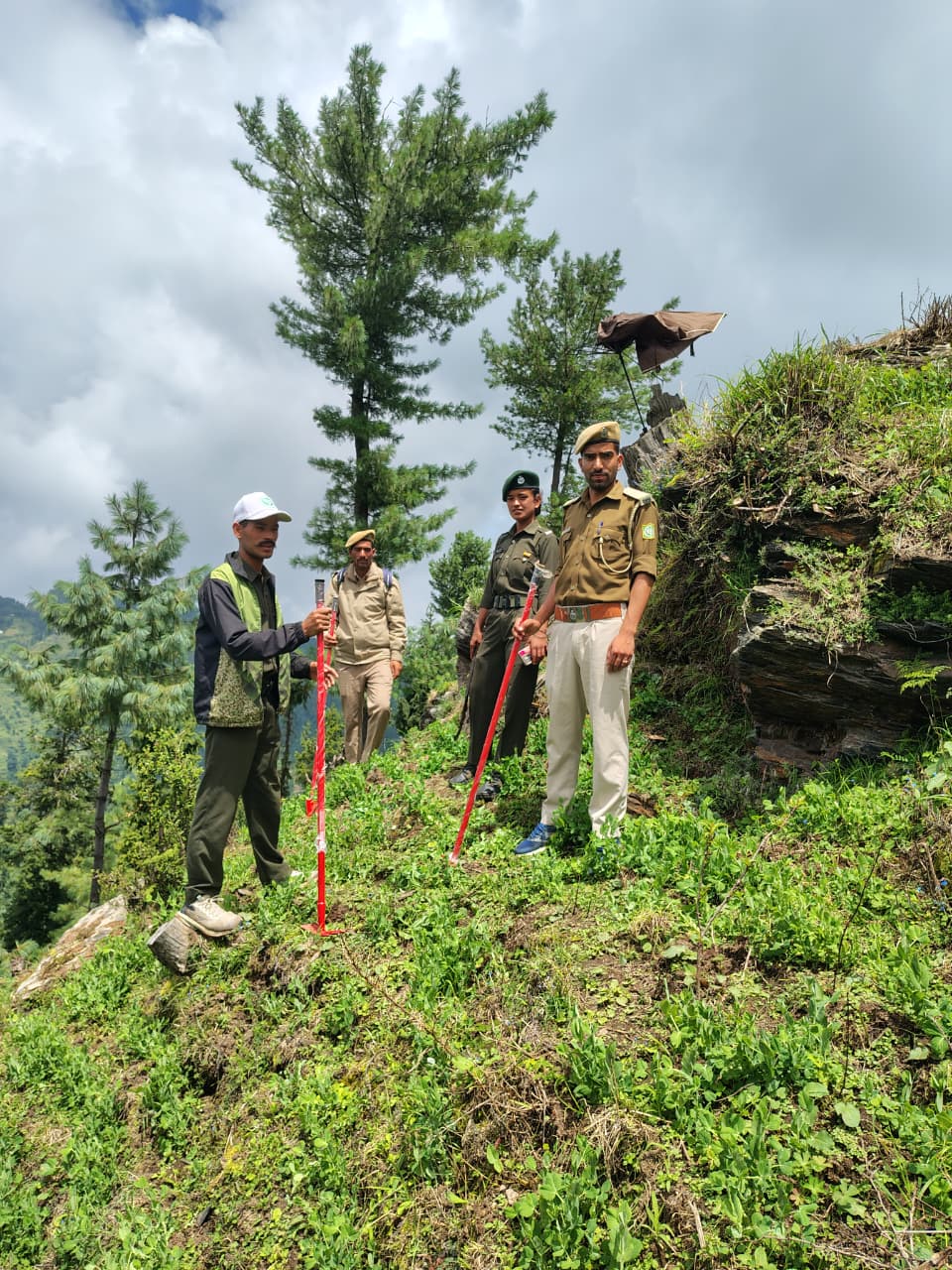 थाची रेंज के जंगलों में ग्लायफोसेट का कथित कहर: मटर की फसल के लिए वनस्पति उजाड़ने के आरोप, वन विभाग की जवाबदेही पर सवाल